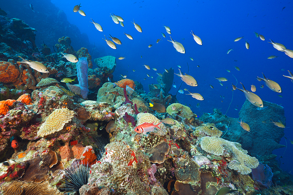 Caribbean Coral Reef, Caribbean Sea, Dominica