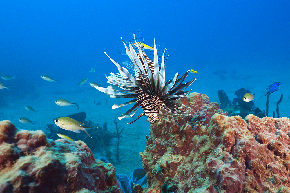 Invasive Lionfish, Pterois volitans, Caribbean Sea, Dominica