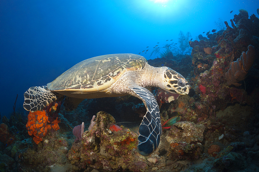 Hawksbill Turtle, Eretmochelys imbriocota, Caribbean Sea, Dominica