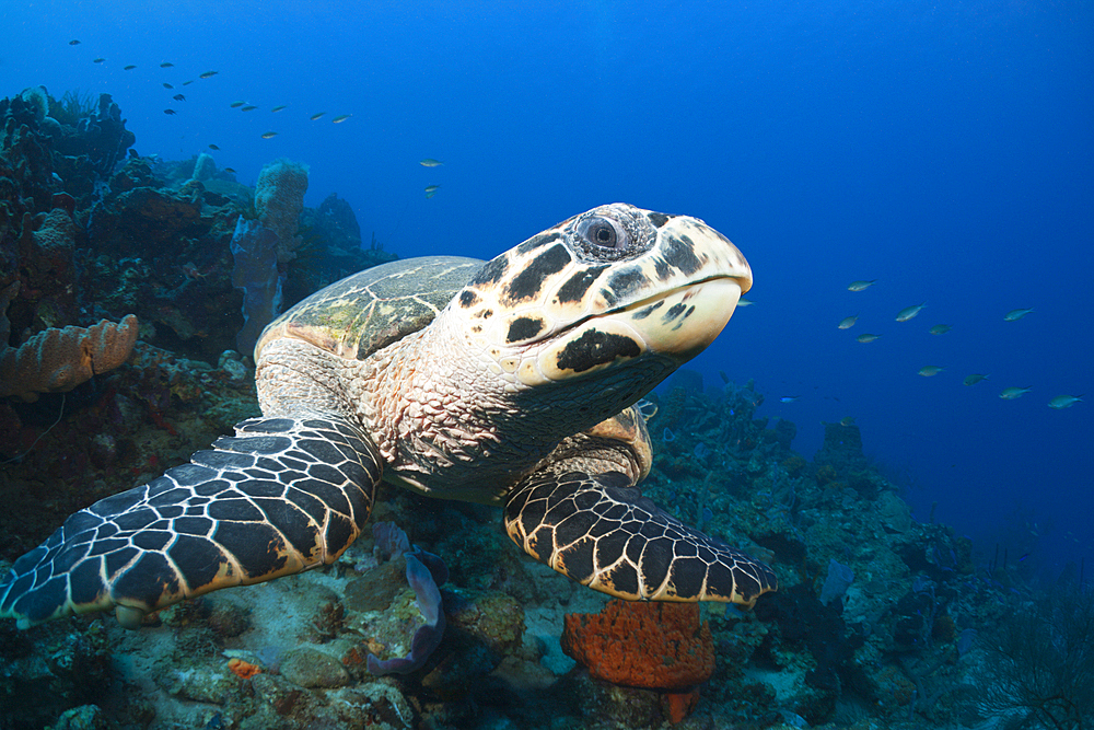 Hawksbill Turtle, Eretmochelys imbriocota, Caribbean Sea, Dominica