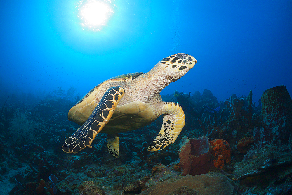 Hawksbill Turtle, Eretmochelys imbriocota, Caribbean Sea, Dominica