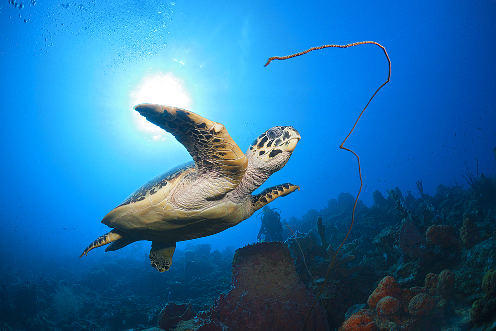 Hawksbill Turtle, Eretmochelys imbriocota, Caribbean Sea, Dominica