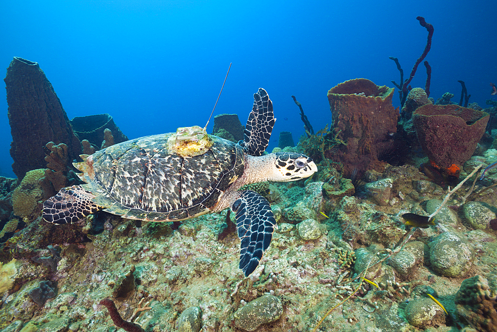 Hawksbill Turtle tagged with Transmitter, Eretmochelys imbriocota, Caribbean Sea, Dominica