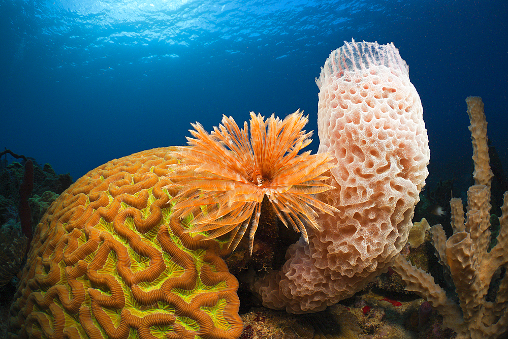 Caribbean Coral Reef, Caribbean Sea, Dominica