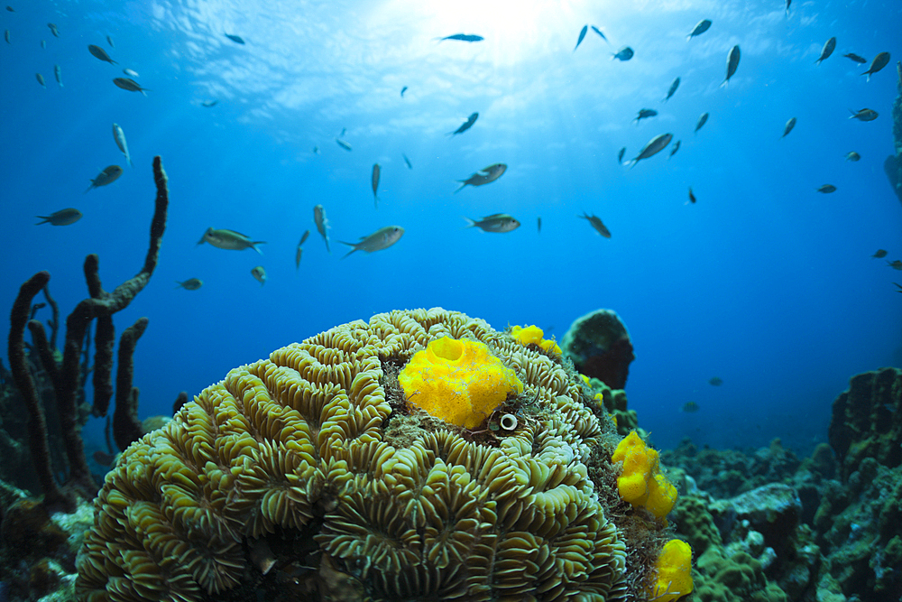 Caribbean Coral Reef, Caribbean Sea, Dominica