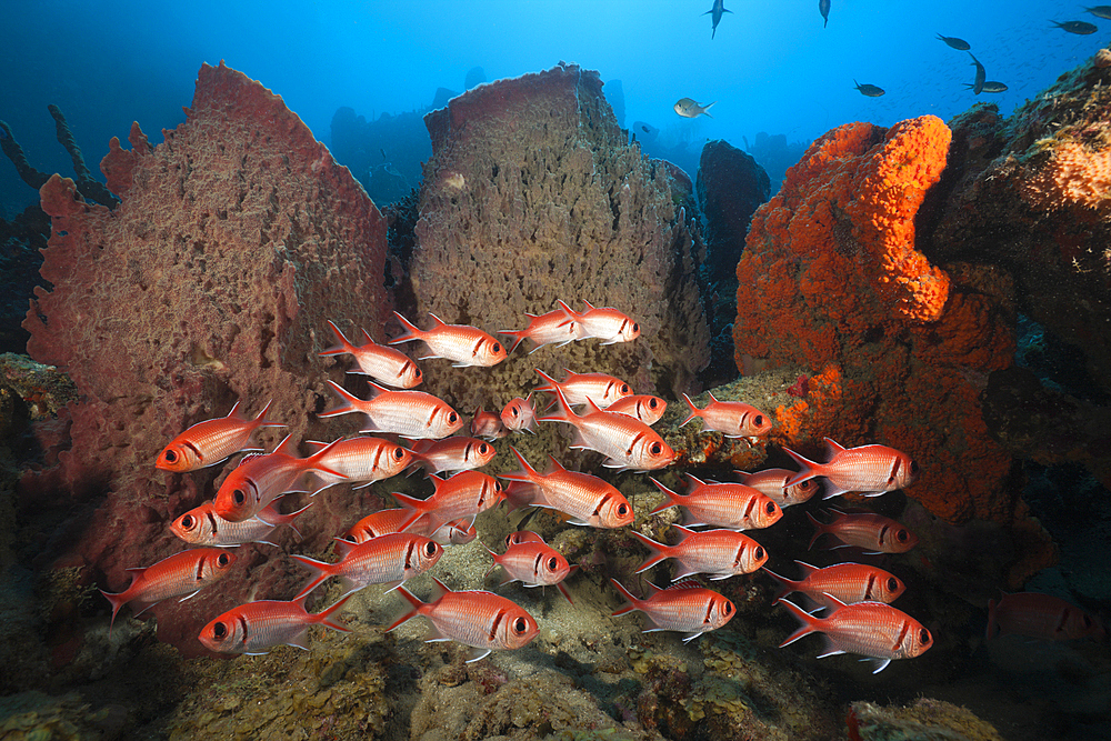 Soldierfish on Coral Reef, Myripristis jacobus, Caribbean Sea, Dominica