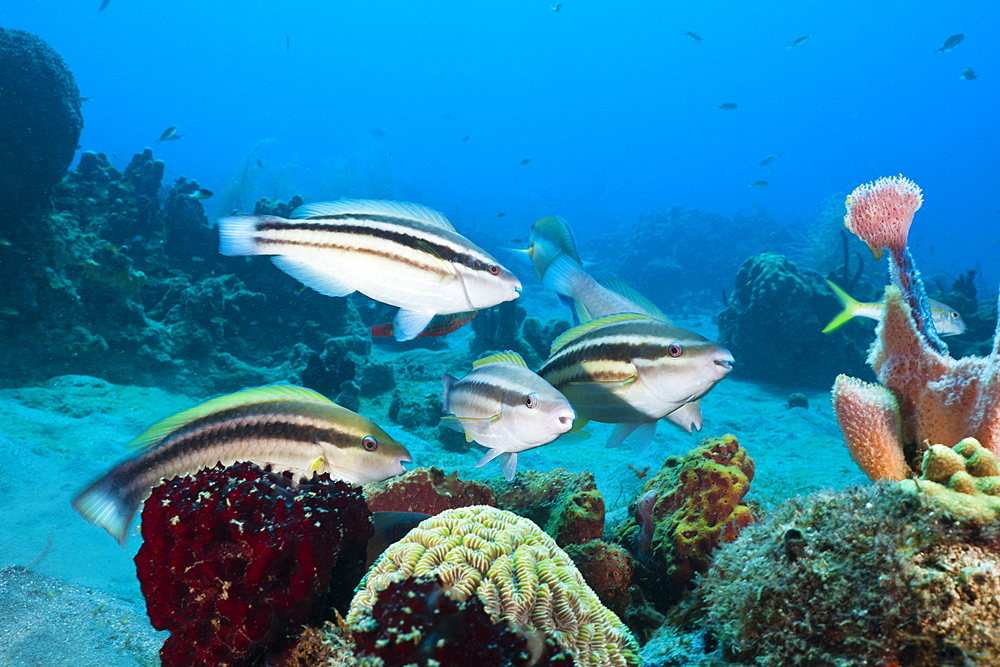 Striped parrotfish Initiale Phase, Scarus croicensis, Caribbean Sea, Dominica