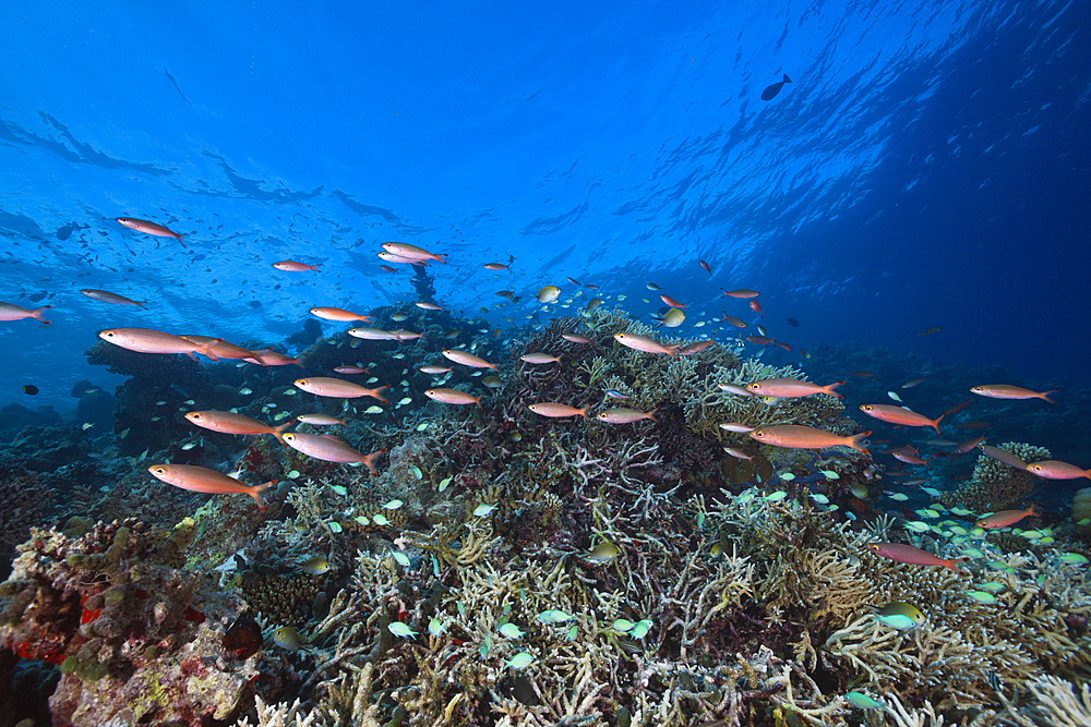 Shoal of Banana Fusiliers over Reef, Pterocaesio pisiang, Indian Ocean, Maldives