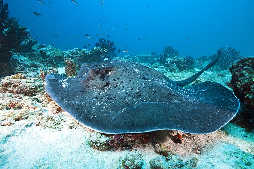 Blackspotted Stingray, Taeniura meyeni, Indian Ocean, Maldives