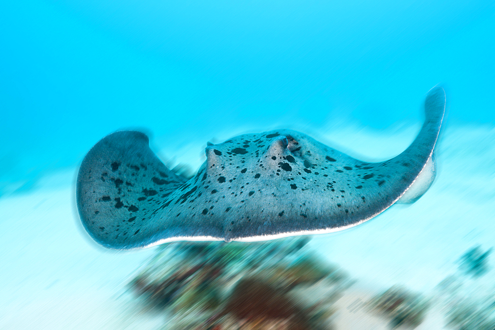 Blackspotted Stingray, Taeniura meyeni, Indian Ocean, Maldives