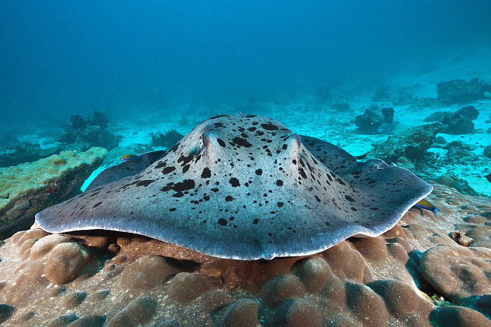 Blackspotted Stingray, Taeniura meyeni, Indian Ocean, Maldives