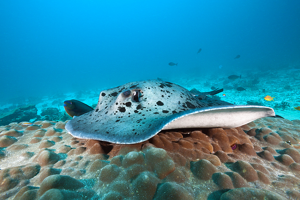 Blackspotted Stingray, Taeniura meyeni, Indian Ocean, Maldives