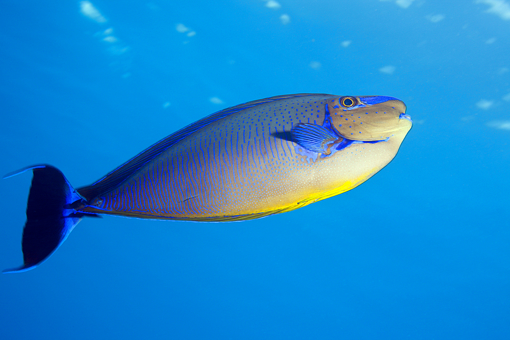 Bignose Unicornfish, Naso vlamingii, Indian Ocean, Maldives