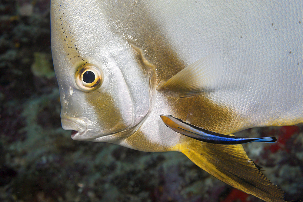 Batfish cleaned by Cleaner Wrasse, Platax teira, Labroides dimidiatus, Indian Ocean, Maldives