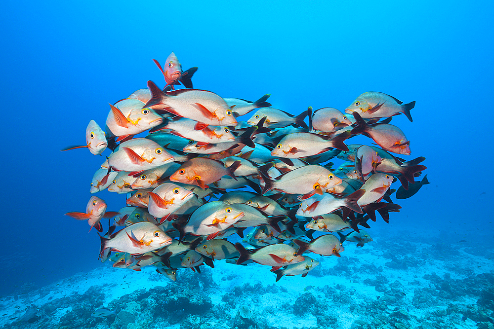 Shoal of Humpback Snapper, Lutjanus gibbus, Felidhu Atoll, Maldives