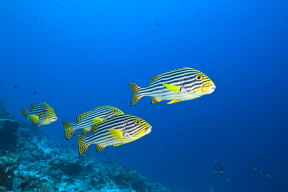 Oriental Sweetlips, Plectorhinchus vittatus, Felidhu Atoll, Maldives