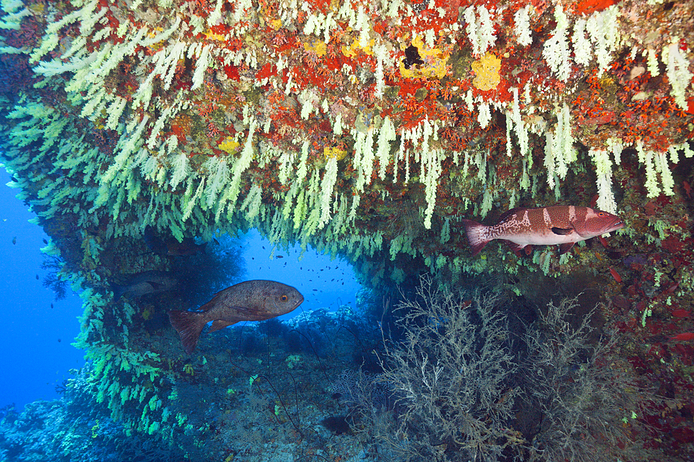 Soft Corals in Overhang, Chironephthya sp., Felidhu Atoll, Maldives