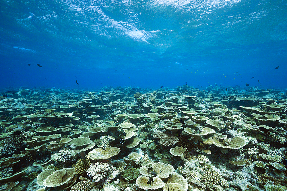 Table Corals growing at Reef, Acropora sp., Felidhu Atoll, Maldives