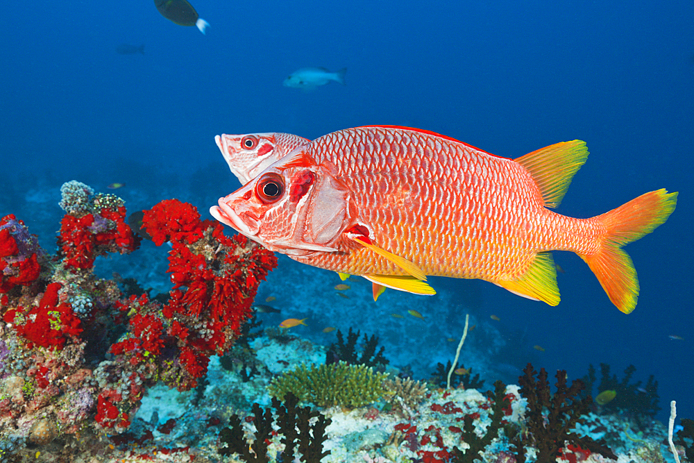 Longjawed Squirrelfish, Sargocentron spiniferum, Felidhu Atoll, Maldives