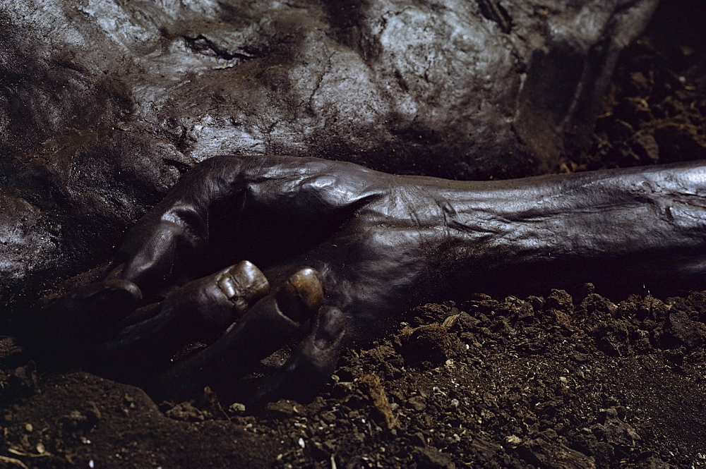 Hand of Grauballe Man, Iron Age bog mummy, Aarhus, Denmark, Scandinavia, Europe