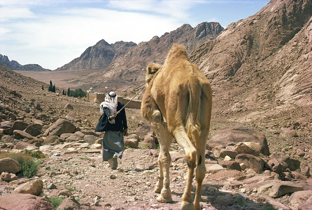 Man leading camel, near St. Catherine's Monastery, Sinai, Egypt, North Africa, Africa