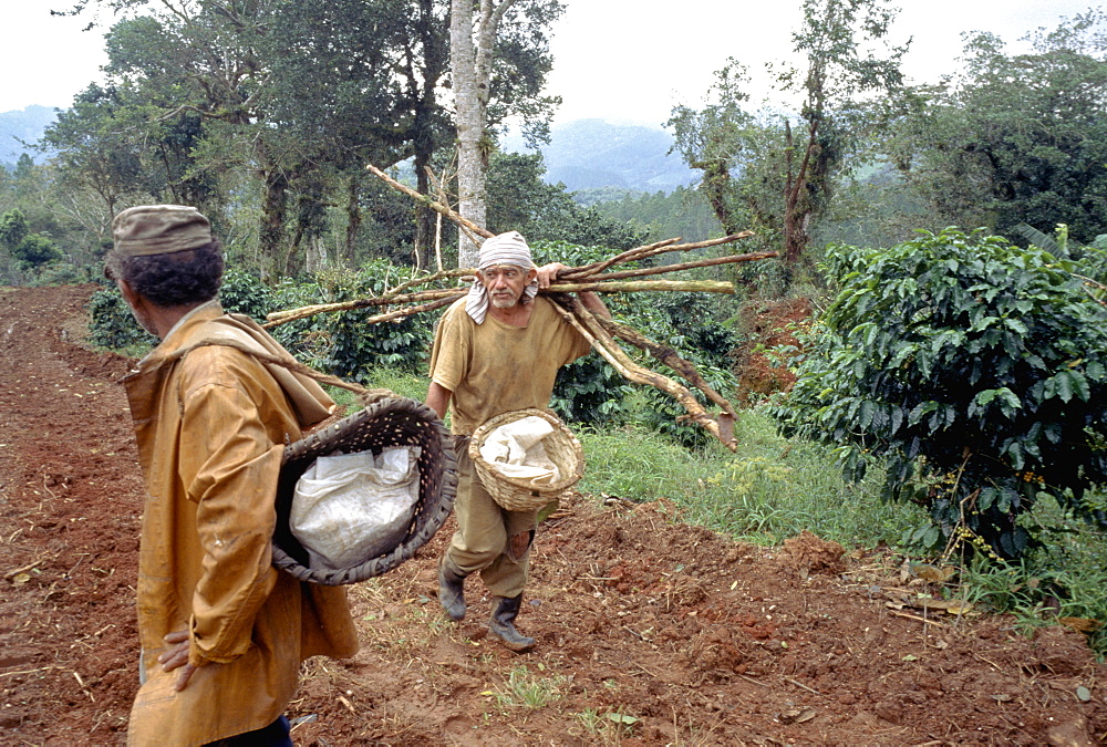 Agricultural workers on a coffee plantation in the mountains of Sancti Espiritus Province in central Cuba, Cuba