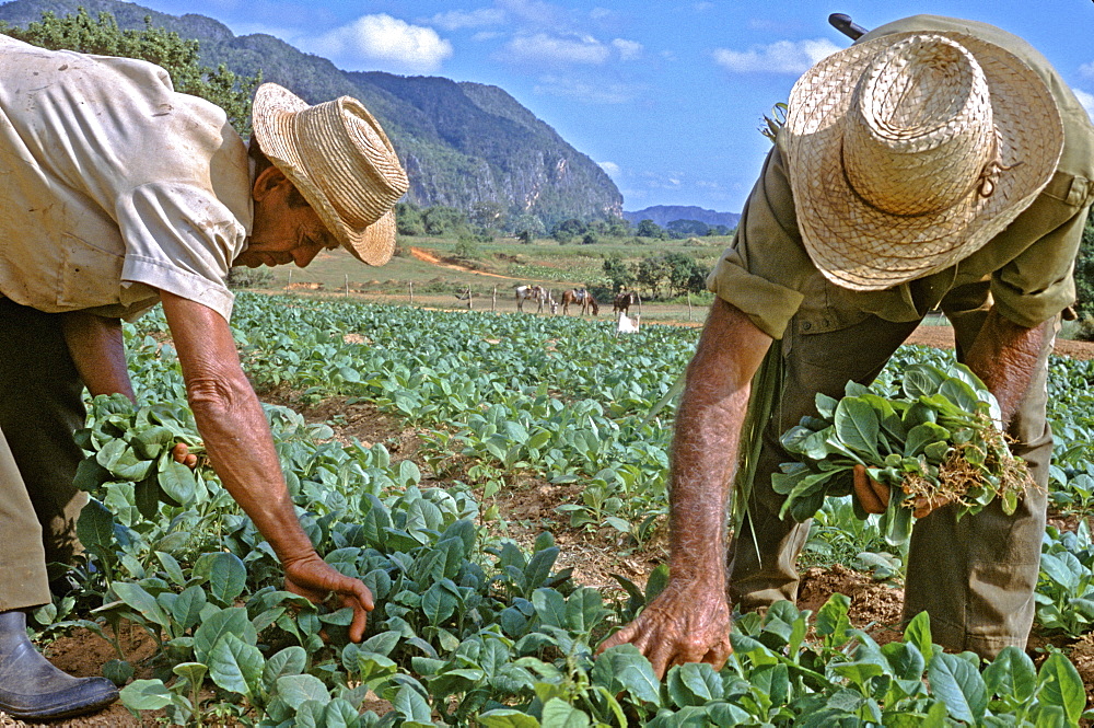 Tobacco workers harvesting tobacco leaves on a plantation in Pinar del Rio in the heart of Cuba's tobacco growing area, Cuba