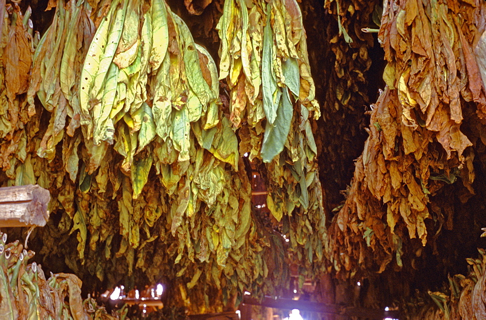 Tobacco leaves drying and curing in a barn on a plantation in Pinar del Rio in the heart of Cuba's tobacco growing area, Cuba