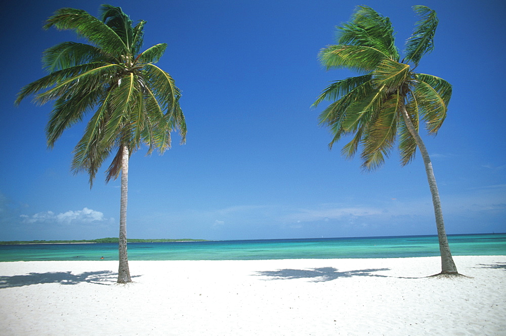 Camaguey Province Santa Lucia Playa los Cocos coconut palms on a beautiful white sand beach, Cuba