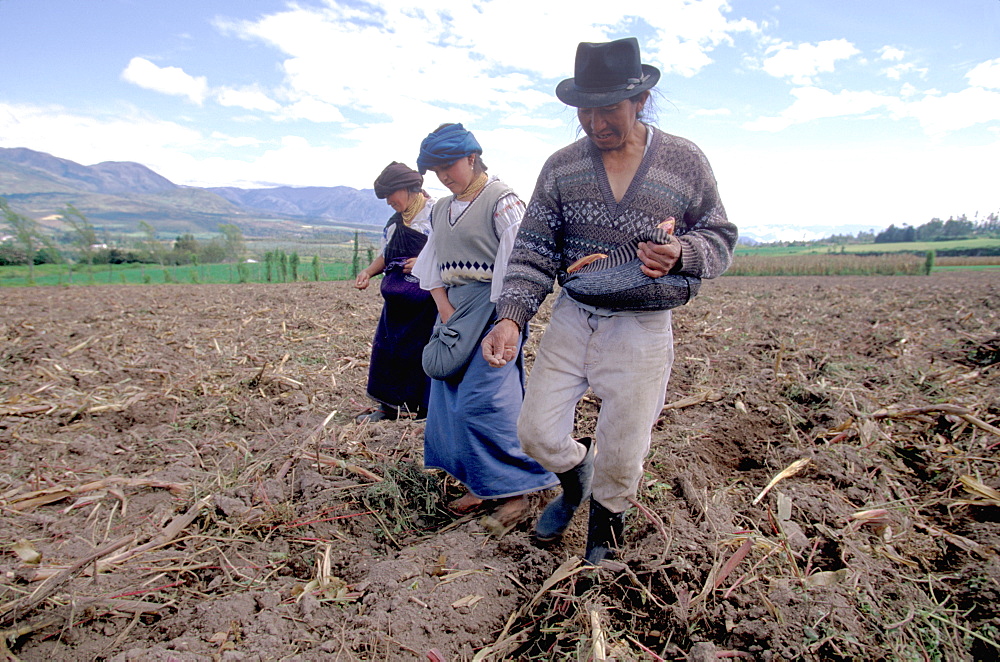 Farm family planting corn seed in freshly plowed field near town of Cotacachi, north of Otavalo, North of Quito, Highlands, Ecuador