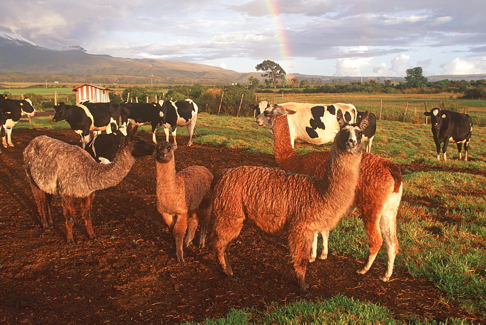 Farmland near Cotopaxi Volcano south of Quito with dairy cattle and llamas grazing, Highlands, Ecuador