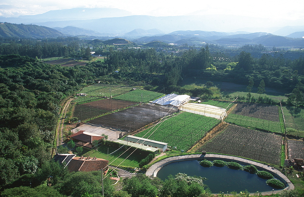 Commercial farm producing flowers and roses for export worldwide, south of Otavalo a hugh agricultural industry in Ecuador, North of Quito, Highlands, Ecuador