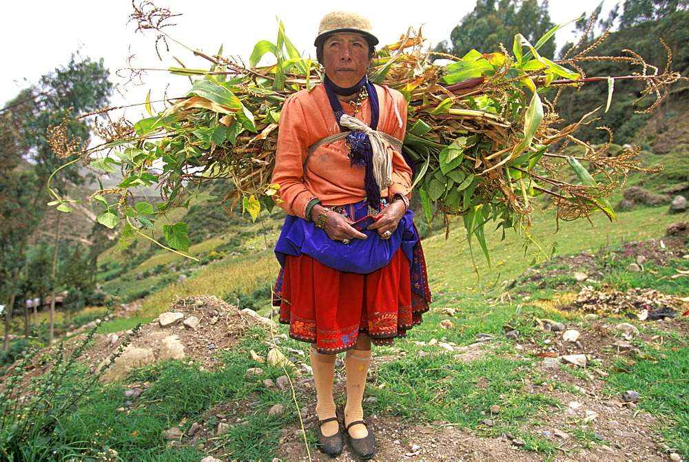 A Canari Indian woman carrying fodder for her animals, north of Cuenca Canari women are recognized by distinctive round hats, Highlands, Ecuador