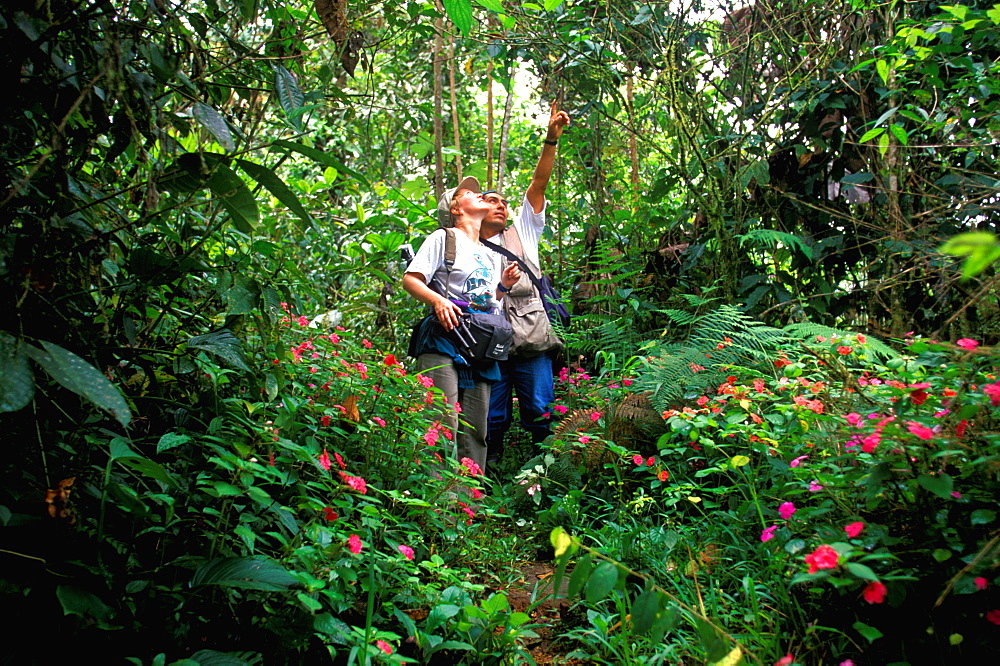 Bosque Mindo-Nambillo a protected reserve of sub-tropical cloud forest at 2500' on western slopes of the Andes in the Choco Bio-region, North of Quito, Highlands, Ecuador