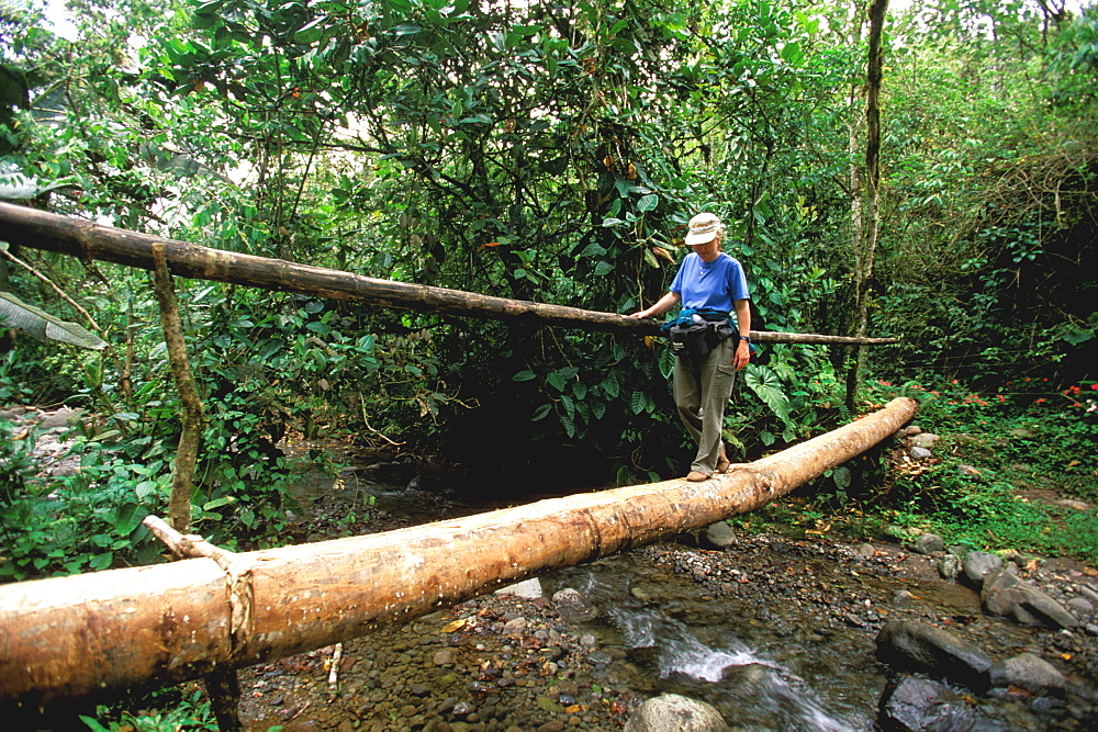 Bosque Mindo-Nambillo a protected reserve of sub-tropical cloud forest at 2500' on western slopes of the Andes in the Choco Bio-region, North of Quito, Highlands, Ecuador