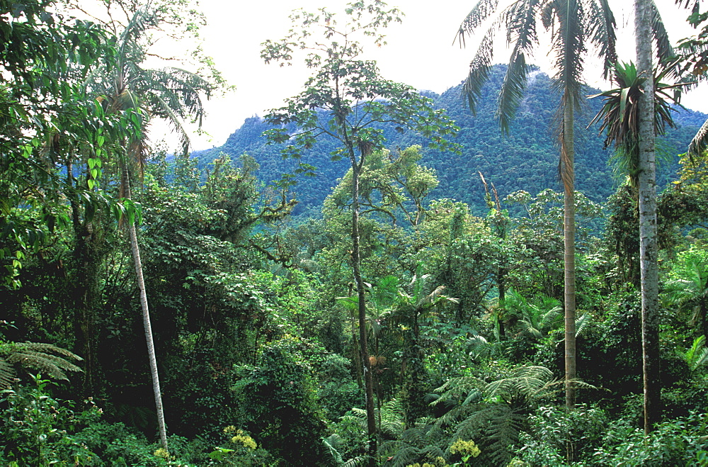 Bosque Mindo-Nambillo a protected reserve of sub-tropical cloud forest at 2500' on western slopes of the Andes in the Choco Bio-region, North of Quito, Highlands, Ecuador