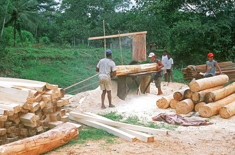 Pacific coastal rainforest on the western slopes of the Andes in the Choco Bio-region Afro-Ecuadorians cutting balsa trunks, North of Quito, Highlands, Ecuador