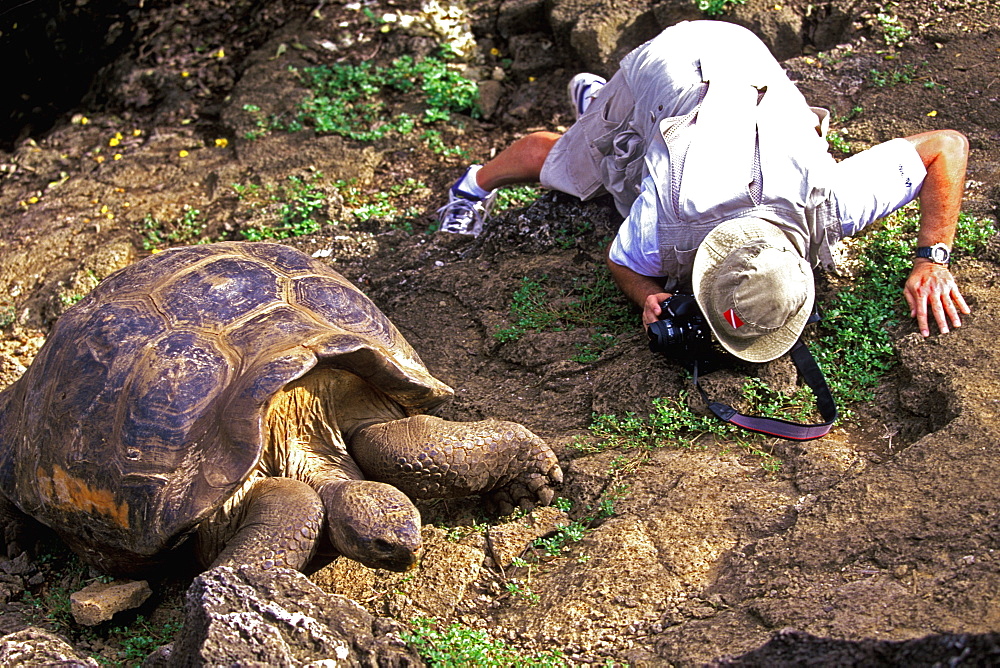 Giant tortoise and tourist photographer they only exist here and one site in Indian Ocean, live up to 100 years and weigh up to 250kg, Galapagos Islands, Ecuador