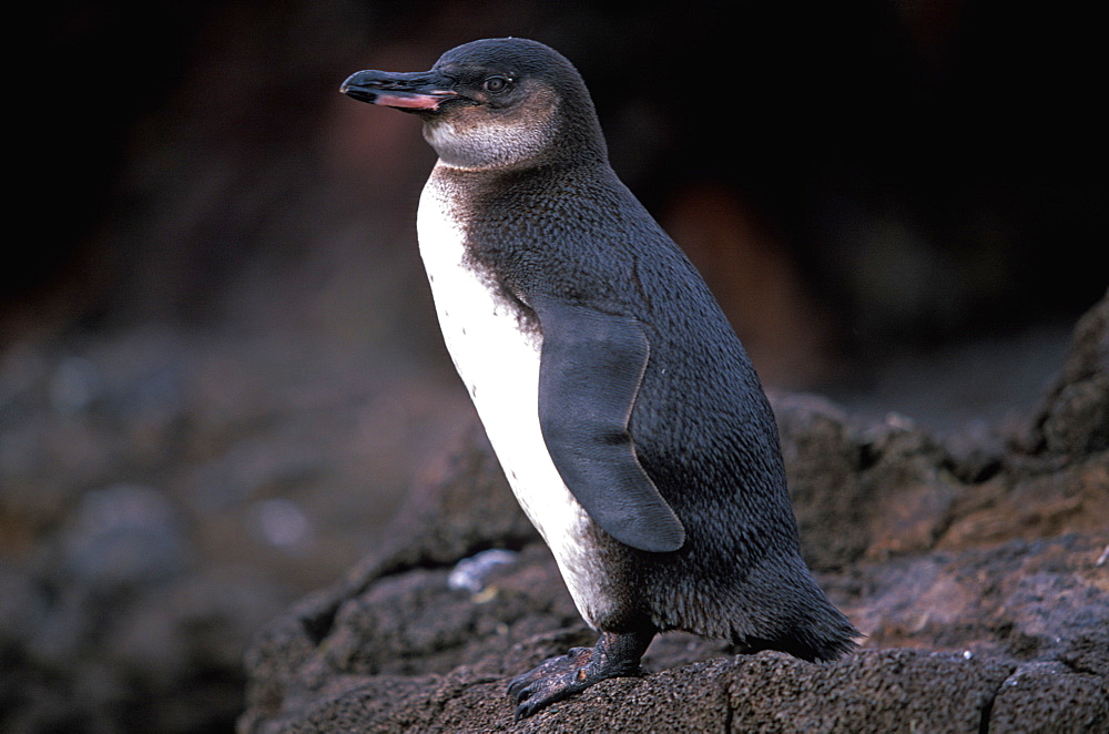 The Galapagos Penguin, the world's most northerly species of penguin a few hundred exist on Isabela and Bartolome Islands, Galapagos Islands, Ecuador