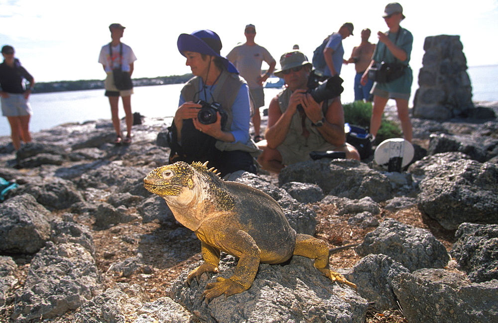 Land Iguana Conolophus subcristatus eco-tourists observing iguanas on South Plazas Island, Galapagos Islands, Ecuador