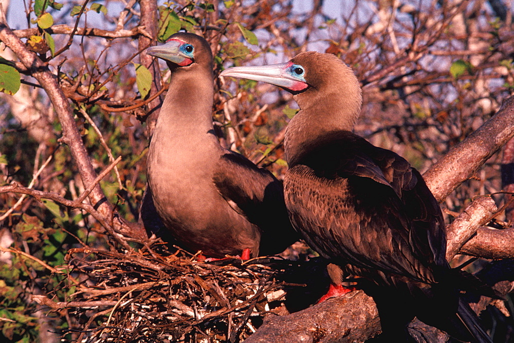 North Seymor Island Booby, Redfooted Sula sula, Galapagos Islands, Ecuador