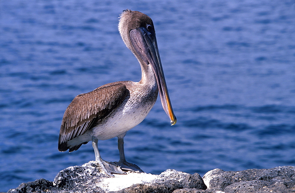 Brown Pelican Pelecanus occidentalis on North Seymour Island, Galapagos Islands, Ecuador