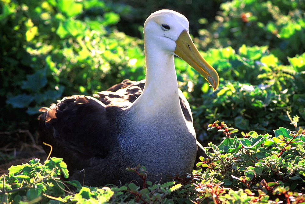 Espanola Island Albatross, Waved Diomedea irrorata, Galapagos Islands, Ecuador