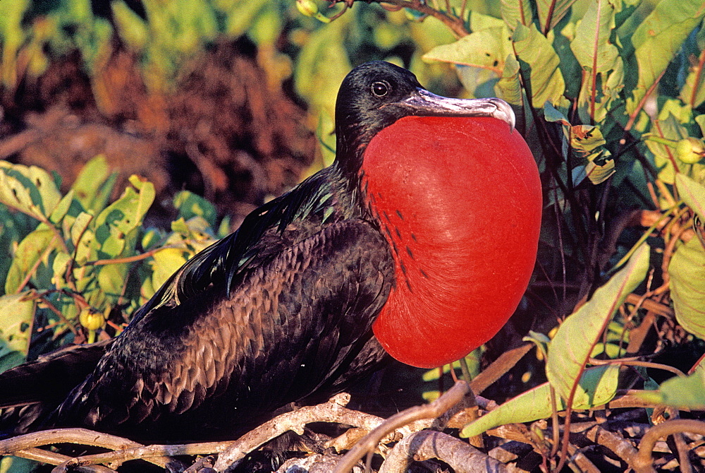 Galapagos Frigatebird, Magnificent Fregata magnificens/inflated throat, Galapagos Islands, Ecuador