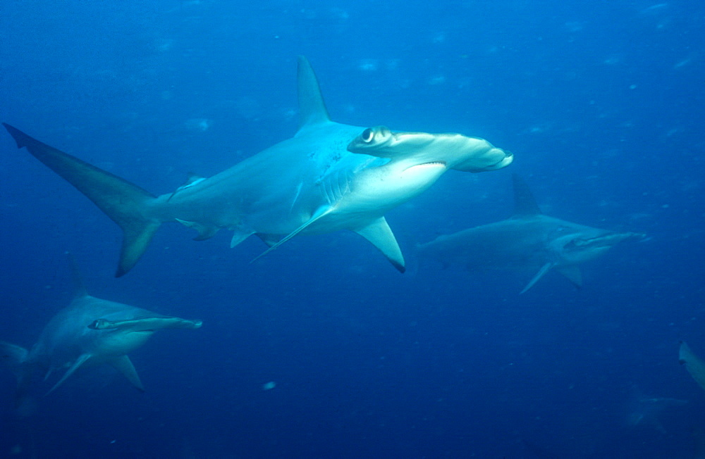 Galapagos Sharks, Scalloped Hammerhead Sphyma lewini, Galapagos Islands, Ecuador