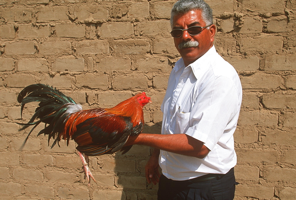 Man carrying a cock to cockfight south of Chiclayo, North Coast, Peru