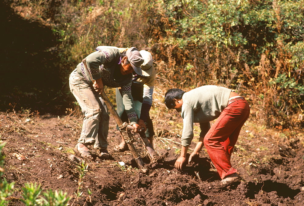 Plowing field using a traditional Incan digging stick in fields near Cuzco, Andes Mountains, Highlands, Peru