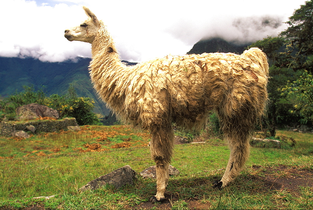 A llama in a field near Cuzco, Andes Mountains, Highlands, Peru