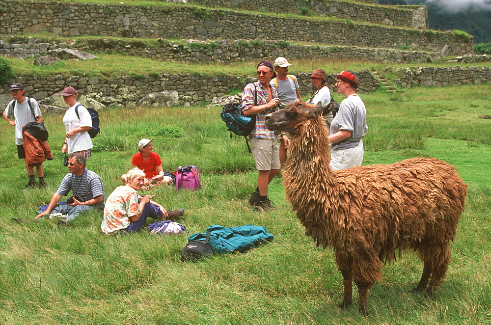 Llamas with tourists at Machu Picchu the ancient city of the Inca, Andes Mountains, Highlands, Peru