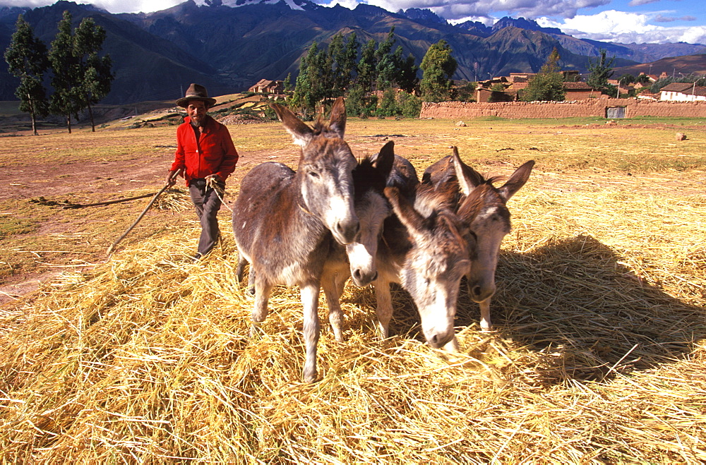 A farmer using his donkey team to thresh barley on his farm near Maras on plateau above the Sacred Valley, north of Cuzco, Highlands, Peru